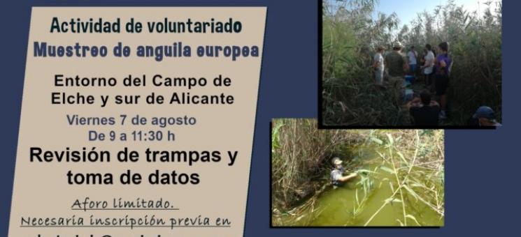 Cartel voluntariado anguila