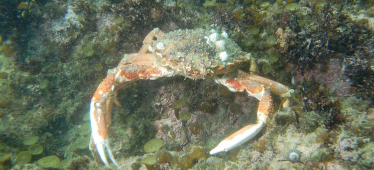 Ejemplar de centolla Maja brachydactyla.