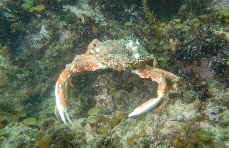 Ejemplar de centolla Maja brachydactyla.